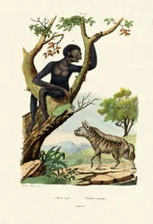 Siamang, 1833-39